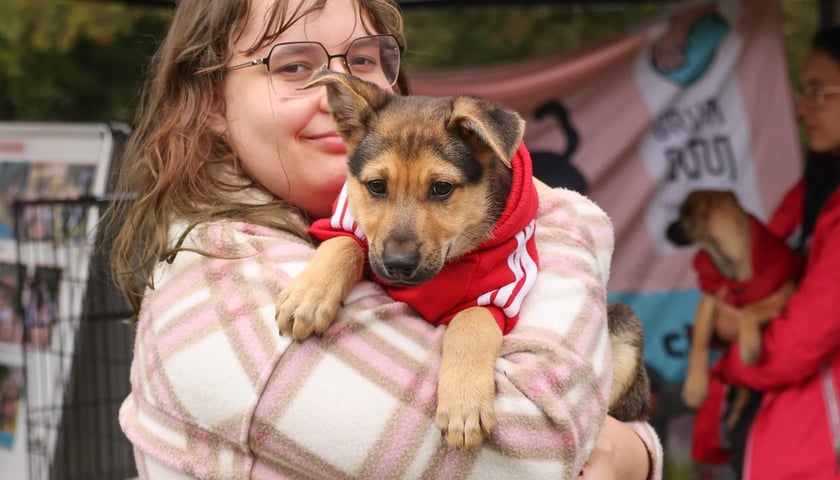 Powiększ obraz: Piknik Adopciaka zorganizowany przez Grupę Ratuj w parku Grabiszyńskim. Wrocław, 14.09.2025