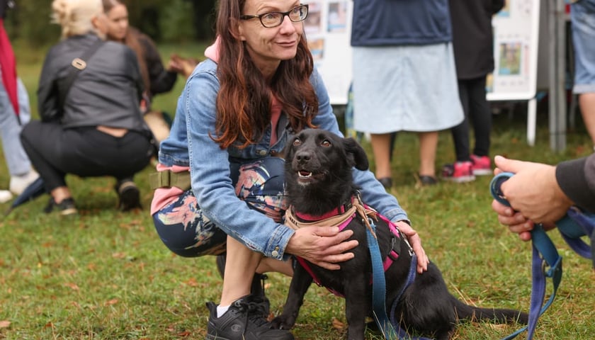 Powiększ obraz: Piknik Adopciaka zorganizowany przez Grupę Ratuj w parku Grabiszyńskim. Wrocław, 14.09.2025