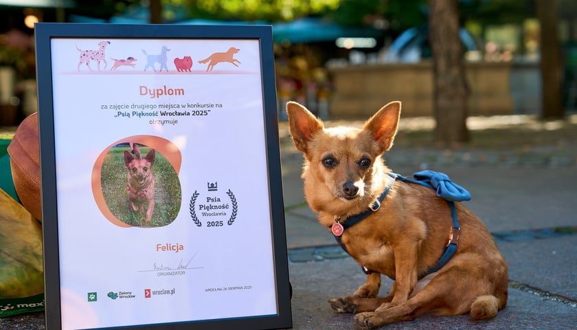 Powiększ obraz: <p>Felicja - 2. miejsce w konkursie Psia Piękność - właściciele twierdzą, że to bardzo waleczna sunia!</p>