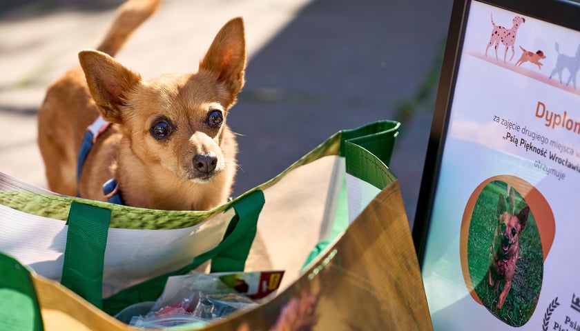 Powiększ obraz: <p>Felicja - 2. miejsce w konkursie Psia Piękność</p>