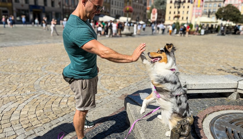 Powiększ obraz: <p>Palma zajęła pierwsze miejsce w konkursie Psia Piękność - uwielbia przybijać piąteczki</p>