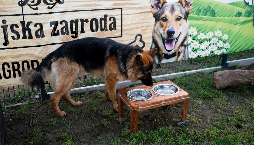 TOZ Schronisko dla Bezdomnych Zwierząt – otwarcie trzech nowych wybiegów