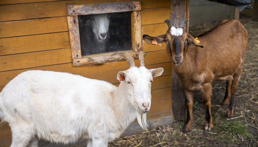Dyniowa Farma we Wrocławiu, zdjęcia z 2024 roku