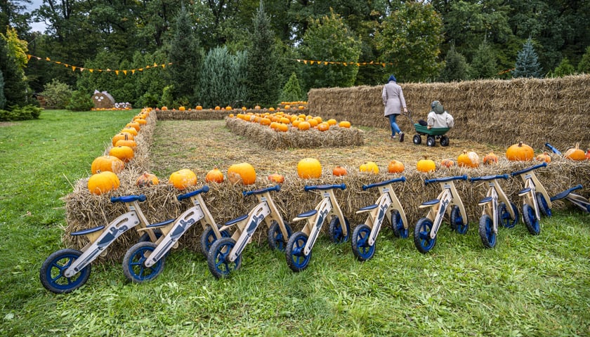 Dyniowa Farma we Wrocławiu, zdjęcia z 2024 roku