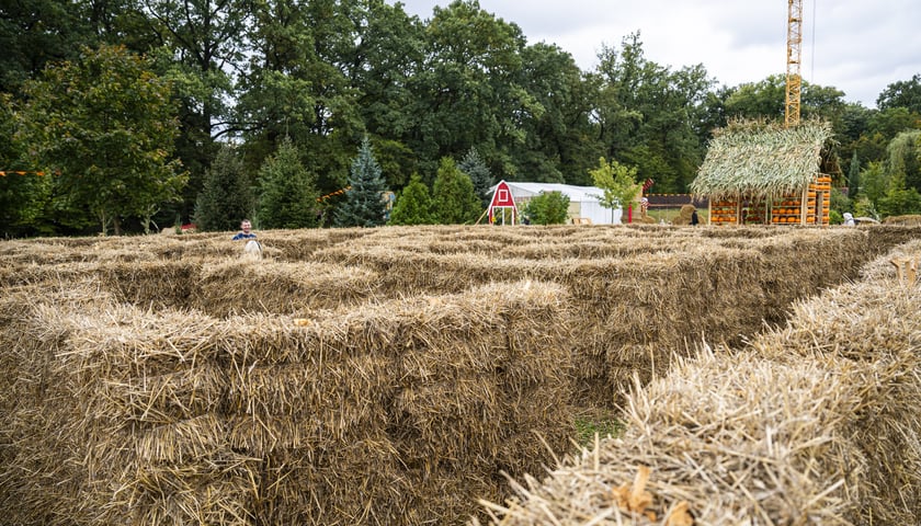 Dyniowa Farma we Wrocławiu, zdjęcia z 2024 roku