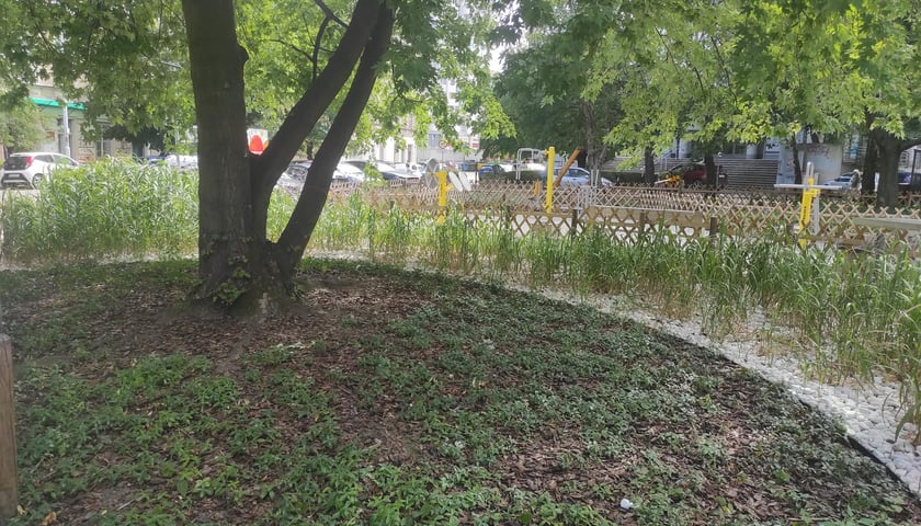 Siłownia na świezym powietrzu przy Wrocławczyka, z nowymi nasadzeniami