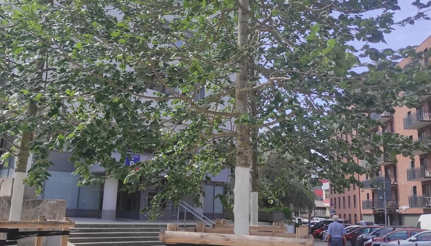 Siłownia na świezym powietrzu przy Wrocławczyka, z nowymi nasadzeniami