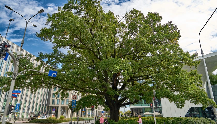 Powiększ obraz: Pomnik przyrody koło CH Wroclavia