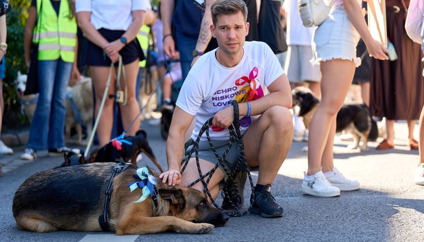 Powiększ obraz: <p>VI Parada Psów Wrocławskich przeszła przez miasto w niedzielę 21 września 2025 </p>