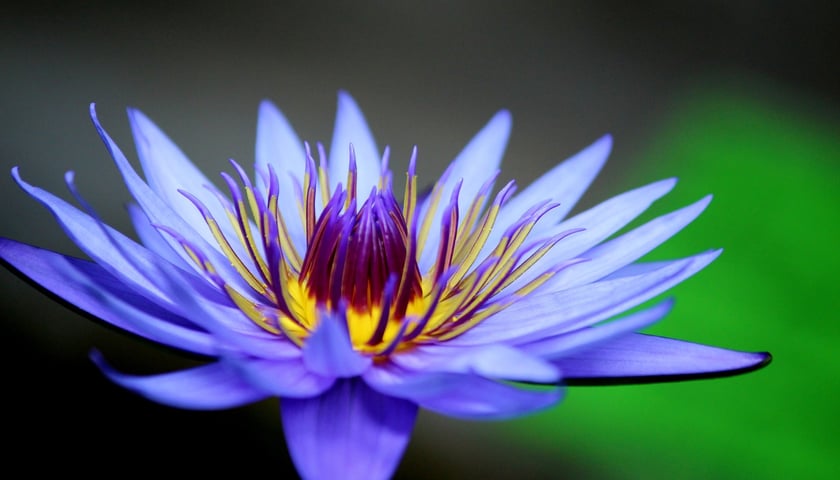 W Ogrodzie Botanicznym UWr we Wrocławiu, wrzesień 2025