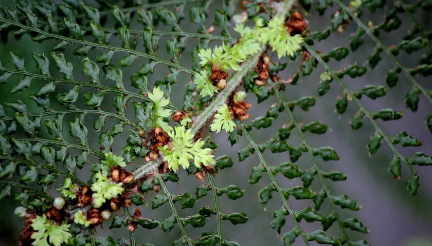 W Ogrodzie Botanicznym UWr we Wrocławiu, wrzesień 2025