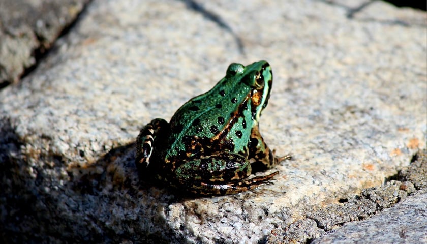 W Ogrodzie Botanicznym UWr we Wrocławiu, wrzesień 2025