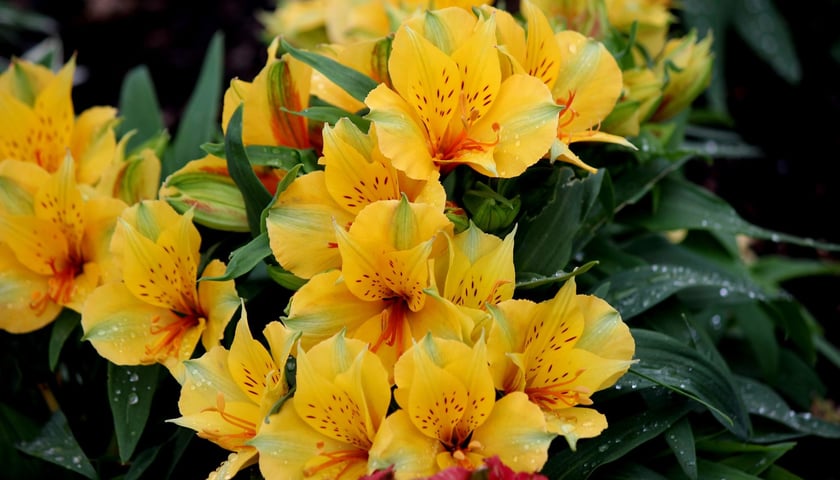 W Ogrodzie Botanicznym UWr we Wrocławiu, wrzesień 2025