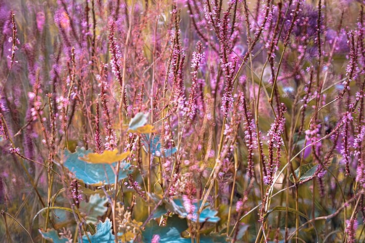 Rośliny w Arboretum Wojsławice, wrzesień 2025