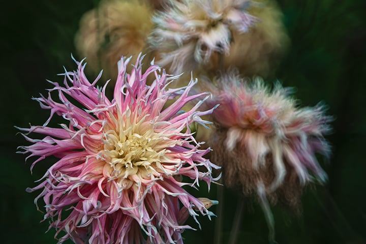 Rośliny w Arboretum Wojsławice, wrzesień 2025