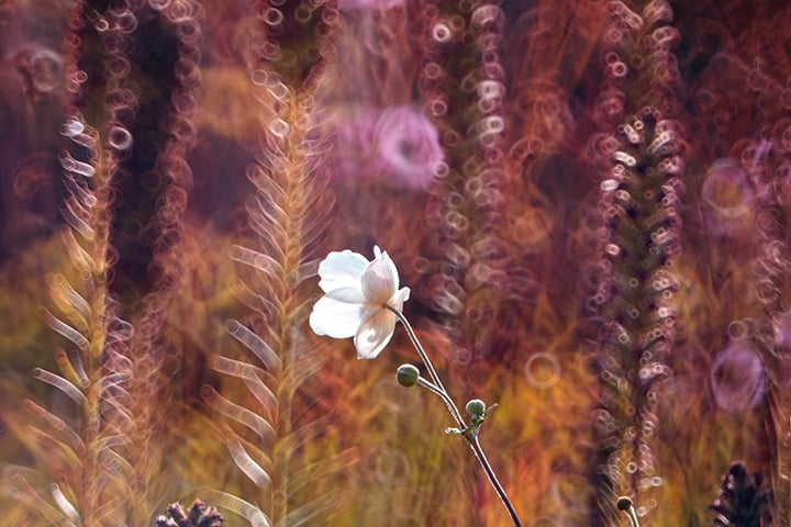 Rośliny w Arboretum Wojsławice, wrzesień 2025