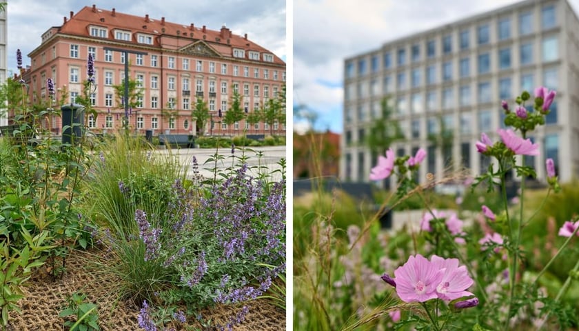 Nowy Targ po zmianie