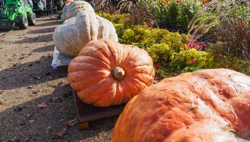 Powiększ obraz: Festiwal Dyni 2024