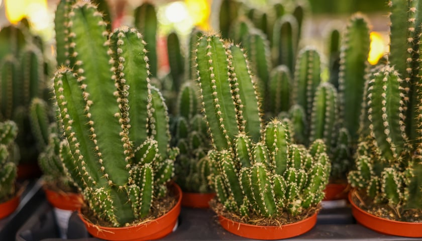 Festiwal Roślin w Czasoprzestrzeni