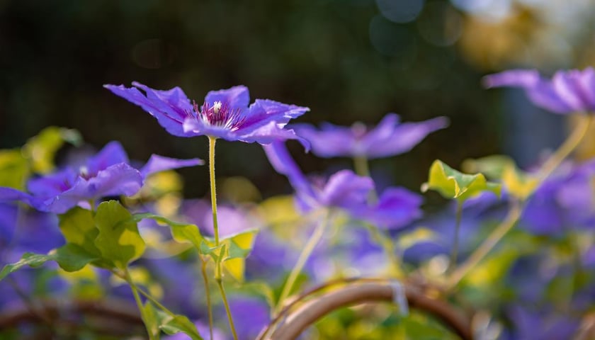 Kiermasz ogrodniczy Pamiętajcie o ogrodach na Partynicach