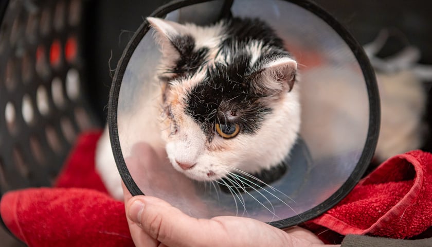 Powiększ obraz: <p>Kotka Pepsi już po operacjach - lekarze mówią, że się "wyliże, ale to cud"</p>