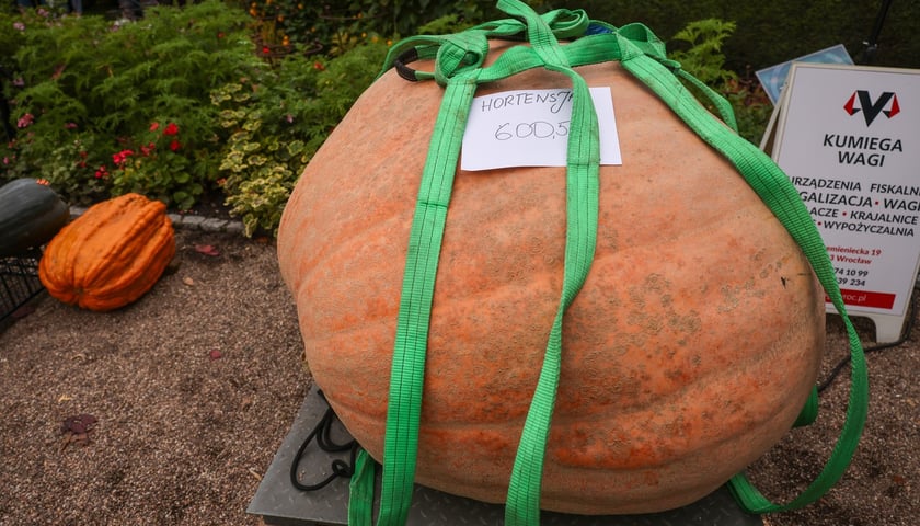 Powiększ obraz: Festiwal Dyni w Ogrodzie Botanicznym 2025