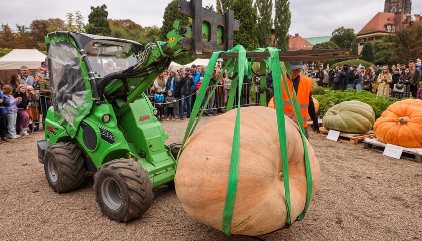 Powiększ obraz: Festiwal Dyni w Ogrodzie Botanicznym 2025