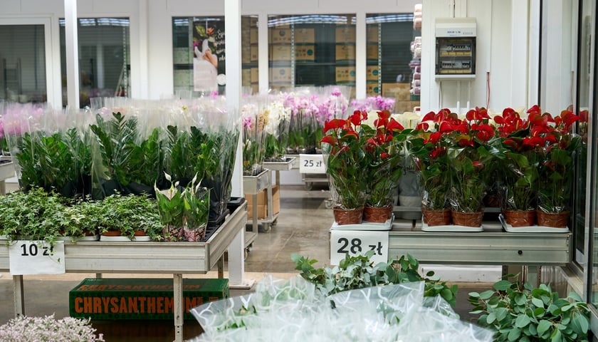 Giełda Kwiatowa we Wrocławiu - oto co na niej dostaniemy
