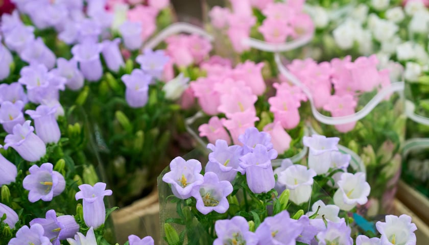 Giełda Kwiatowa we Wrocławiu - oto co na niej dostaniemy