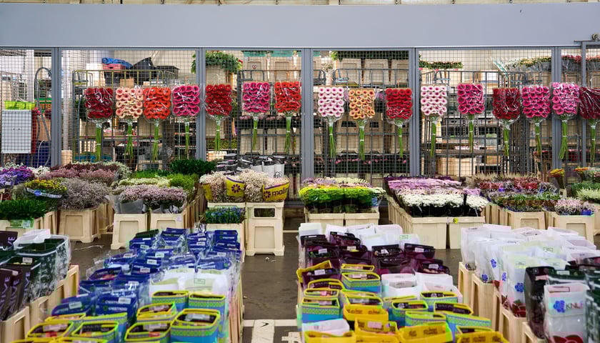 Giełda Kwiatowa we Wrocławiu - oto co na niej dostaniemy