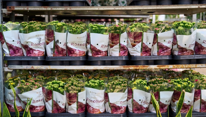 Giełda Kwiatowa we Wrocławiu - oto co na niej dostaniemy