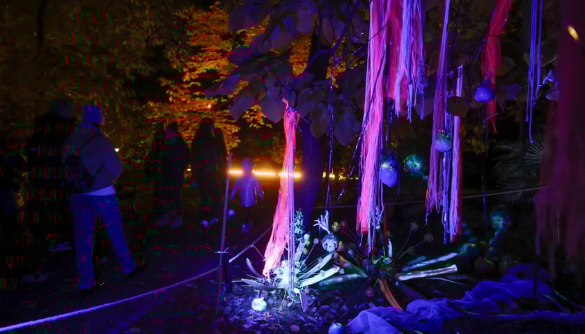 Powiększ obraz: <p>Dyniowe iluminacje w Ogrodzie Botanicznym.</p>