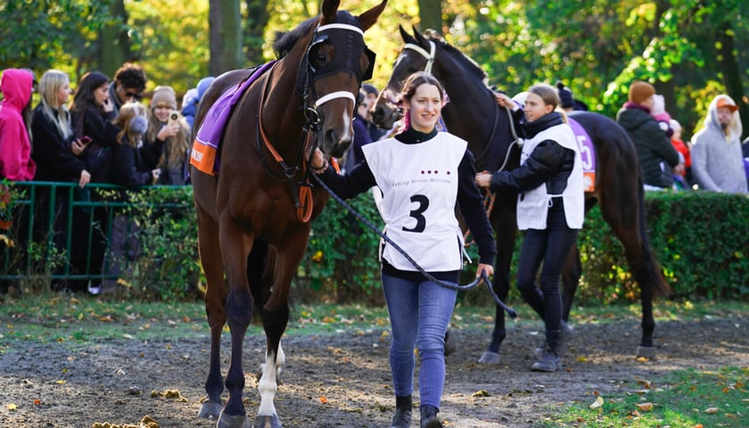 11. dzień wyścigowy: Crystal Cup i Święto Województwa Dolnośląskiego na Wrocławskim Torze Wyścigów Konnych Partynice