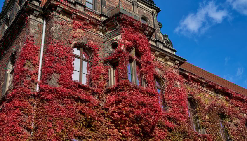 Powiększ obraz: Budynek Muzeum Narodowego we Wrocławiu jesienią - październik 2025