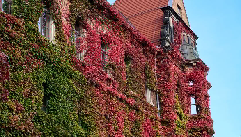 Budynek Muzeum Narodowego we Wrocławiu jesienią - październik 2025
