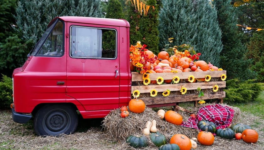 Powiększ obraz: Dyniowa Farma we Wrocławiu