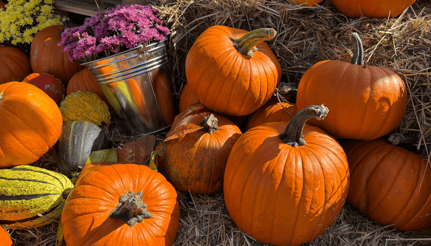 Powiększ obraz: Dynie