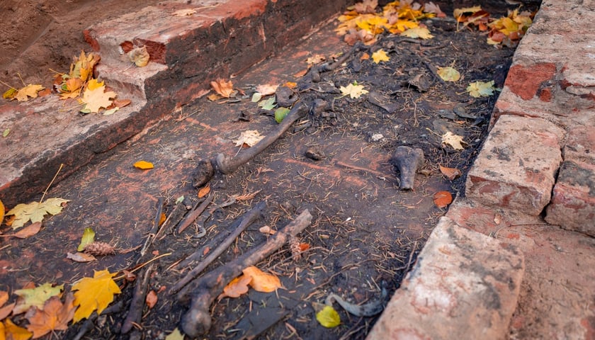 W Ogrodzie Botaniczym odznaleziono na pozostałości dawnego cmentarza