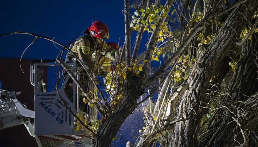 Powiększ obraz: Drzewo powalone przez wichurę przy ulicy Tęczowej 31. Akcja Straży Pożarnej. Wrocław, 30.10.2025