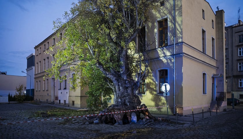Powiększ obraz: Drzewo powalone przez wichurę przy ulicy Tęczowej 31. Akcja Straży Pożarnej. Wrocław, 30.10.2025