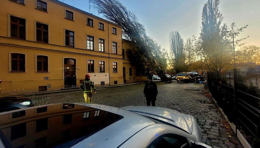 Powiększ obraz: <p>Drzewo powalone przez wichurę przy ulicy Tęczowej 31.</p>