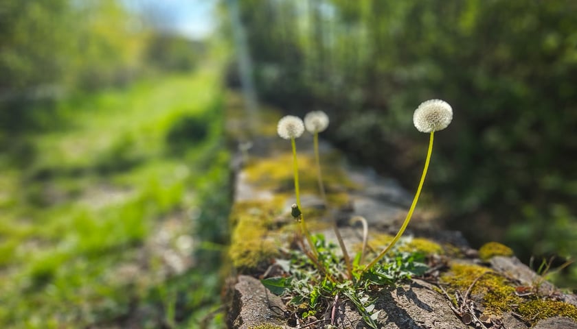 Gr&oacute;b Kisslinga w Bagnie - w miejscu dawnego grodziska