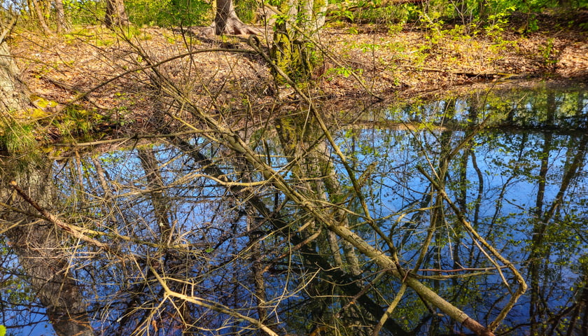 Gr&oacute;b Kisslinga w Bagnie - w miejscu dawnego grodziska