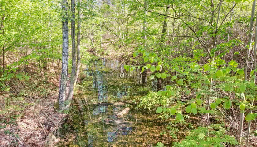 Gr&oacute;b Kisslinga w Bagnie - w miejscu dawnego grodziska