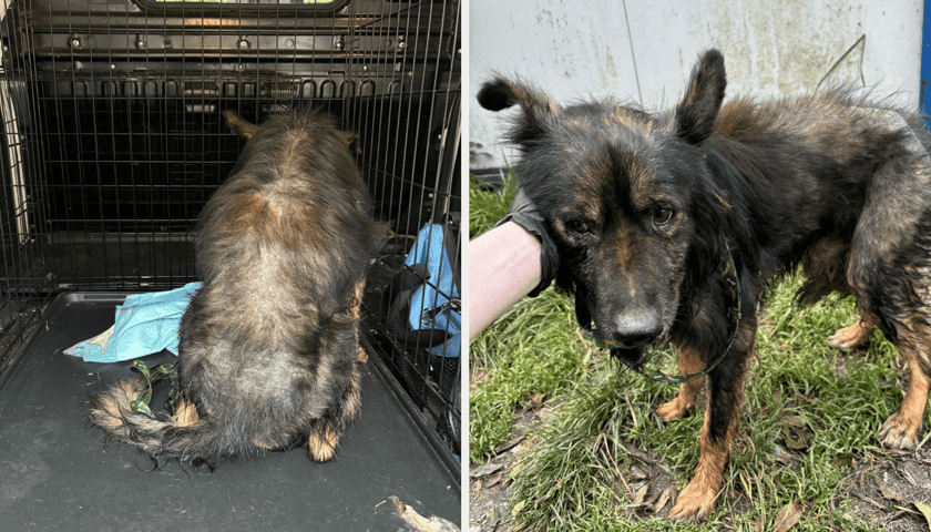 Powiększ obraz: Strupek