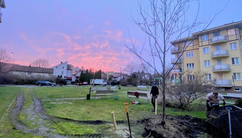 Powiększ obraz: Przesadzenia zieleni w związku z budową Leśnica X