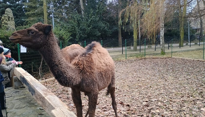 Powiększ obraz: Żywa szopka przy kościele p.w. Matki Boskiej Pocieszenia na Dąbiu