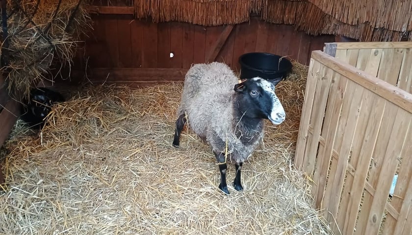 Powiększ obraz: Żywa szopka przy kościele p.w. Matki Boskiej Pocieszenia na Dąbiu