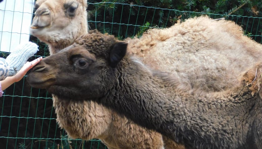 Powiększ obraz: Żywa szopka przy kościele p.w. Matki Boskiej Pocieszenia na Dąbiu