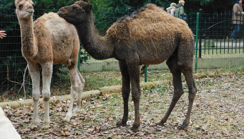 Powiększ obraz: Żywa szopka przy kościele p.w. Matki Boskiej Pocieszenia na Dąbiu